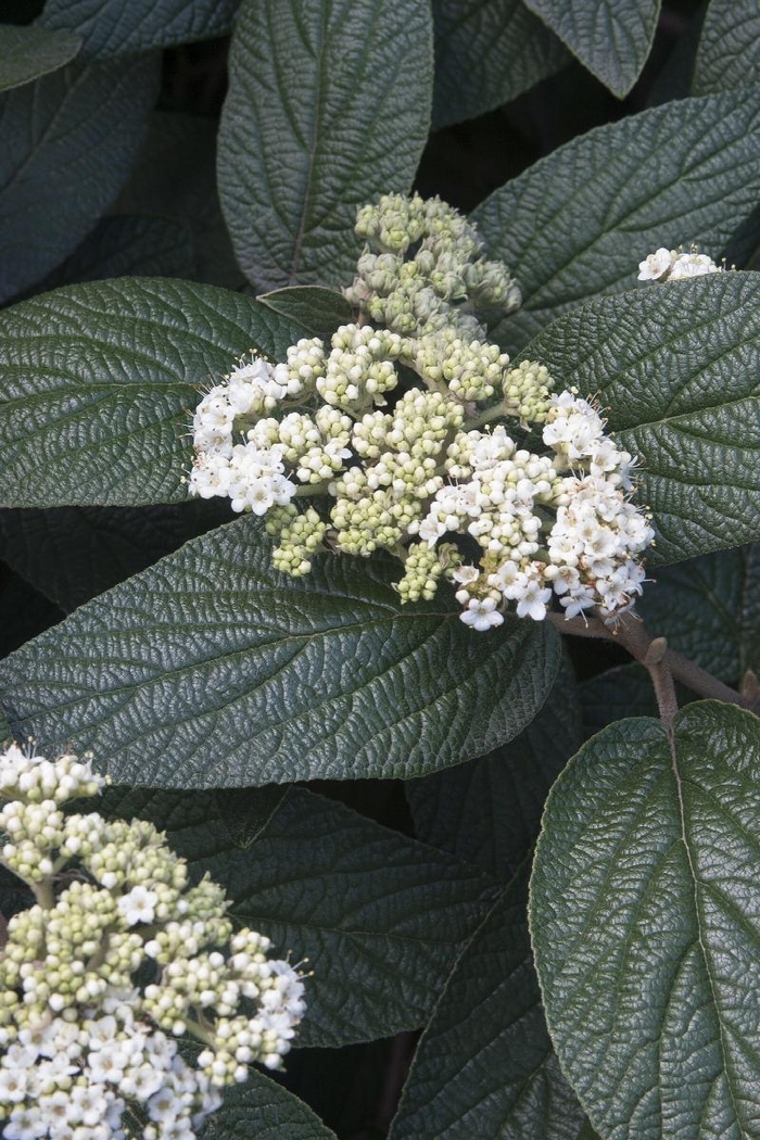 Allegheny Viburnum - Viburnum x 'Allegheny' from E.C. Brown's Nursery Allegheny Viburnum - Viburnum x 'Allegheny' from E.C. Brown's Nursery