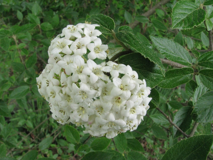 Emerald Triumph Viburnum - Viburnum x lantana ''Emerald Triumph'' from E.C. Brown's Nursery Emerald Triumph Viburnum - Viburnum x lantana ''Emerald Triumph'' from E.C. Brown's Nursery