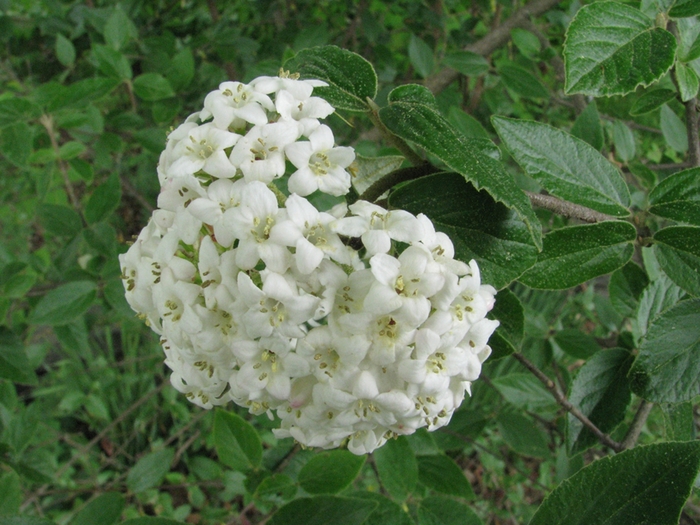 Emerald Triumph Viburnum - Viburnum x lantana ''Emerald Triumph'' from E.C. Brown's Nursery