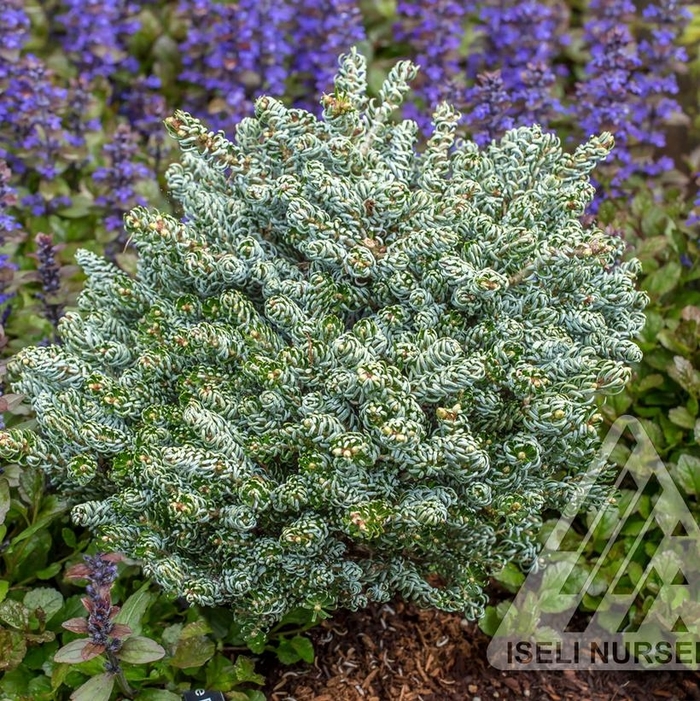 Ice Breaker Dwarf Korean Fir - Abies koreana 'Ice Breaker' from E.C. Brown's Nursery