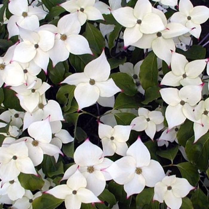 Snow Tower Kousa Dogwood - Cornus kousa chinensis 'Snow Tower' from E.C. Brown's Nursery