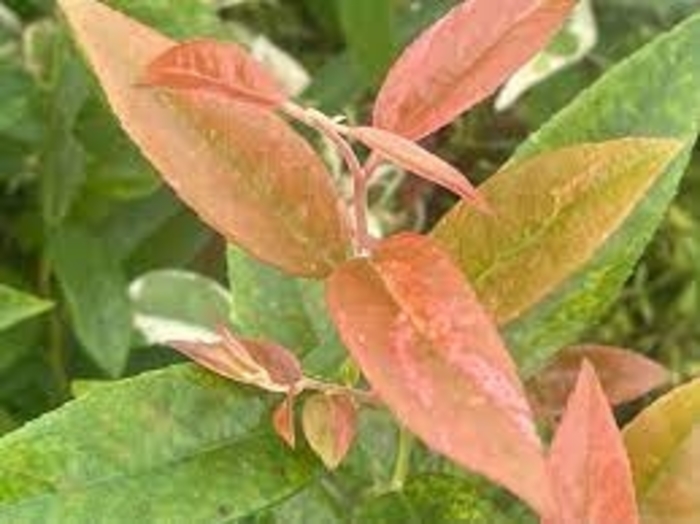 Mint Frost Chinese Flowering Dogwood - Cornus kousa chinensis 'Mint Frost' from E.C. Brown's Nursery