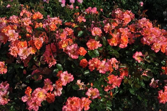 Kolorscape® 'Firecracker™' - Rosa (Rose) from E.C. Brown's Nursery
