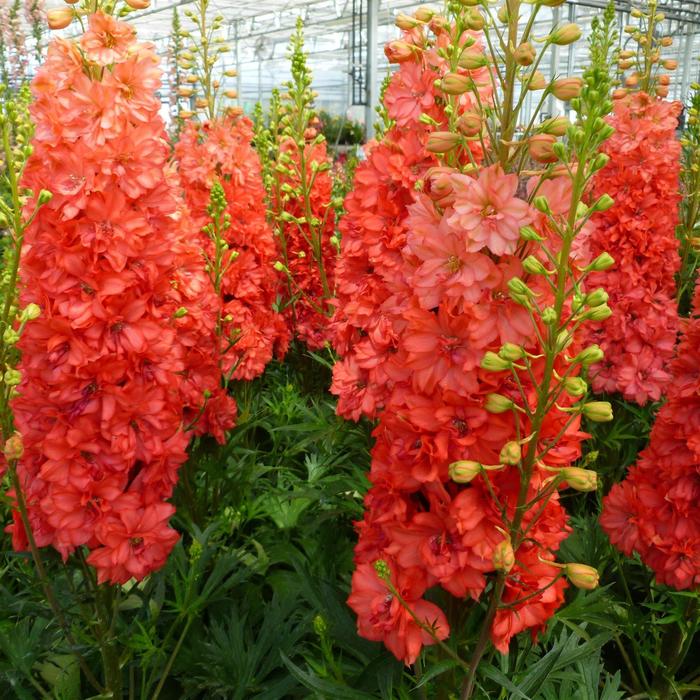 Red Lark Delphinium - Delphinium 'Red Lark' PP29761 (Delphinium) from E.C. Brown's Nursery