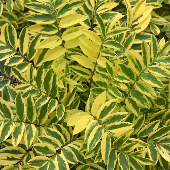 'Golden Feathers' Jacob's Ladder - Polemonium pulcherrimum from E.C. Brown's Nursery