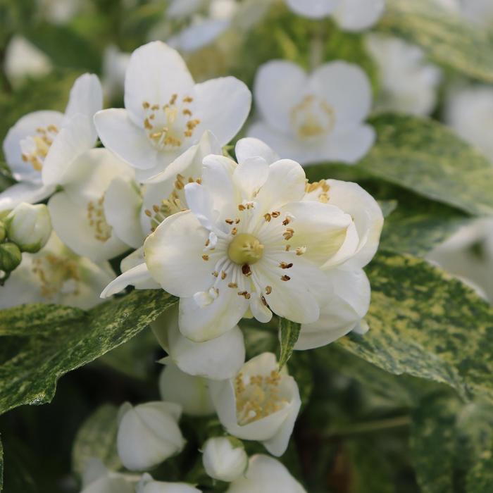 Illuminati Sparks™ Mock Orange - Philadelphus coronarius 'SMNPVB' PPAF, Can PBRAF (Mock Orange) from E.C. Brown's Nursery