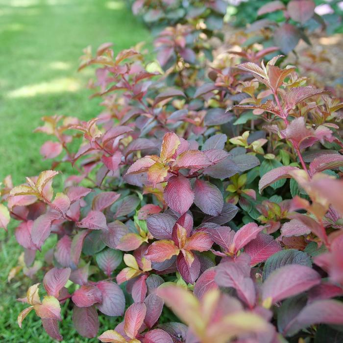 Midnight Sun® - Weigela florida from E.C. Brown's Nursery