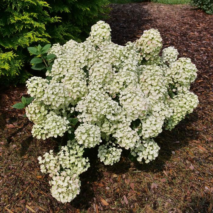 Tiny Quick Fire™ Panicle Hydrangea - Hydrangea paniculata 'SMNHPSB' PPAF, Can PBRAF (Panicle Hydrangea) from E.C. Brown's Nursery