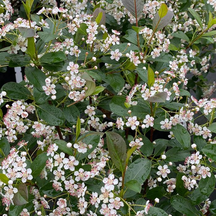 'Low Scape Snowfire®' Chokeberry - Aronia melanocarpa from E.C. Brown's Nursery 'Low Scape Snowfire®' Chokeberry - Aronia melanocarpa from E.C. Brown's Nursery