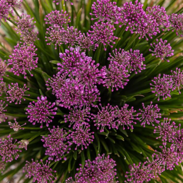 'Windy City' Ornamental Onion - Allium PP28100 from E.C. Brown's Nursery