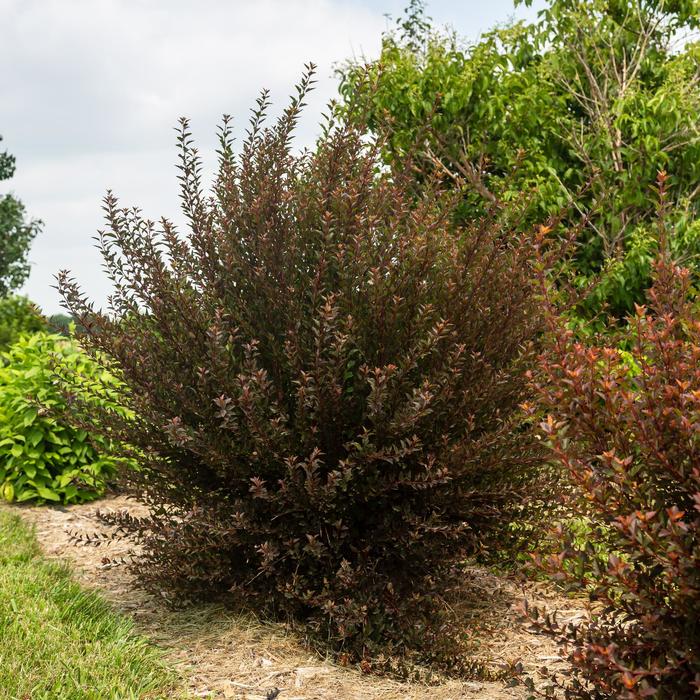 Spicy Devil® Ninebark - Physocarpus opulifolius 'ZLENatalie' PP34244 from E.C. Brown's Nursery