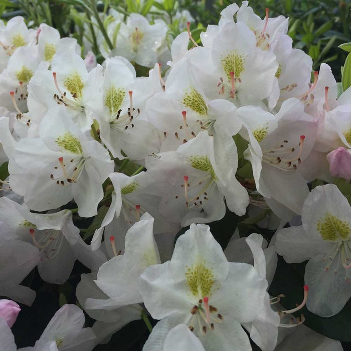  'Album' - Rhododendron catawbiense from E.C. Brown's Nursery
