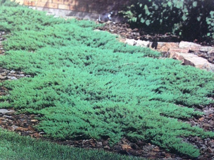 Juniper - Juniperus sabina 'Broadmoor' from E.C. Brown's Nursery