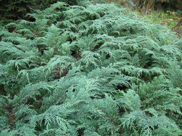 Russian Cypress - Microbiota decussata 'Celtic Pride' from E.C. Brown's Nursery Russian Cypress - Microbiota decussata 'Celtic Pride' from E.C. Brown's Nursery