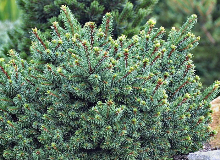Dwarf Norway Spruce - Picea abies 'Lanham's Beehive' from E.C. Brown's Nursery Dwarf Norway Spruce - Picea abies 'Lanham's Beehive' from E.C. Brown's Nursery