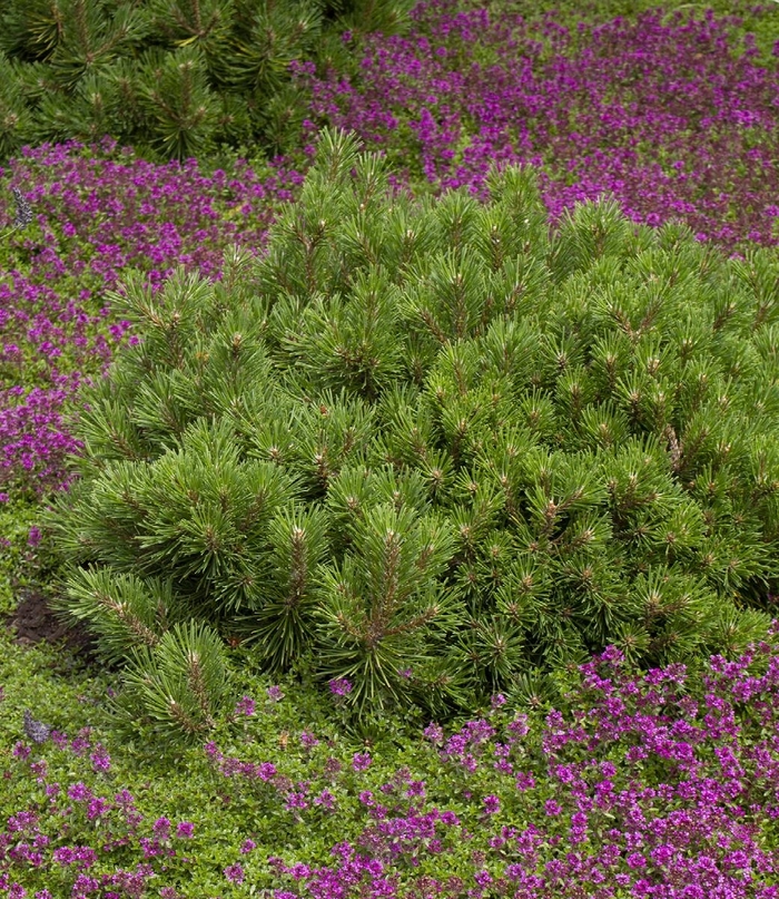 Dwarf Mugo Pine - Pinus mugo 'pumilio' from E.C. Brown's Nursery