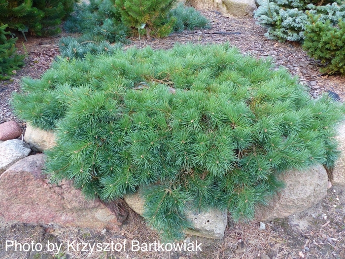 Trailing Scotch Pine - Pinus sylvestris 'Hillside Creeper' from E.C. Brown's Nursery