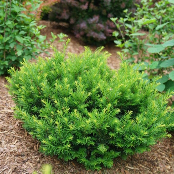 Yew - Taxus x media 'Densiformis' from E.C. Brown's Nursery