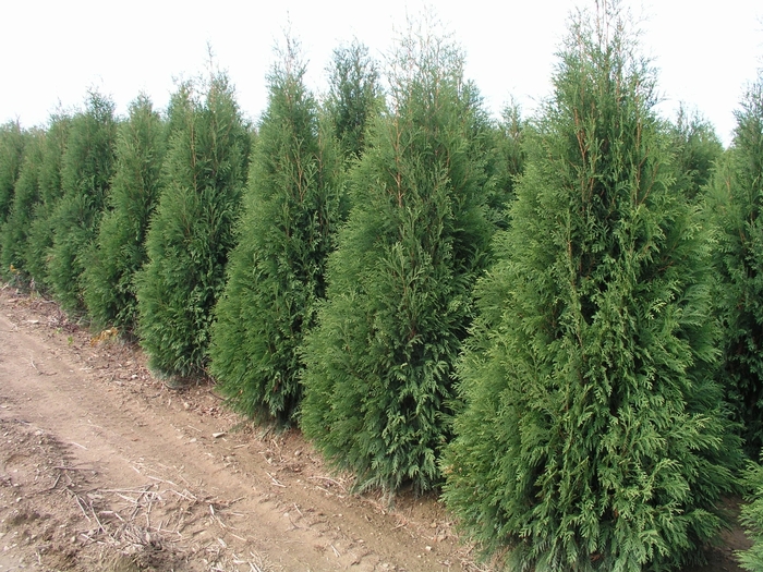 Dark American Arborvitae - Thuja occidentalis 'Nigra from E.C. Brown's Nursery