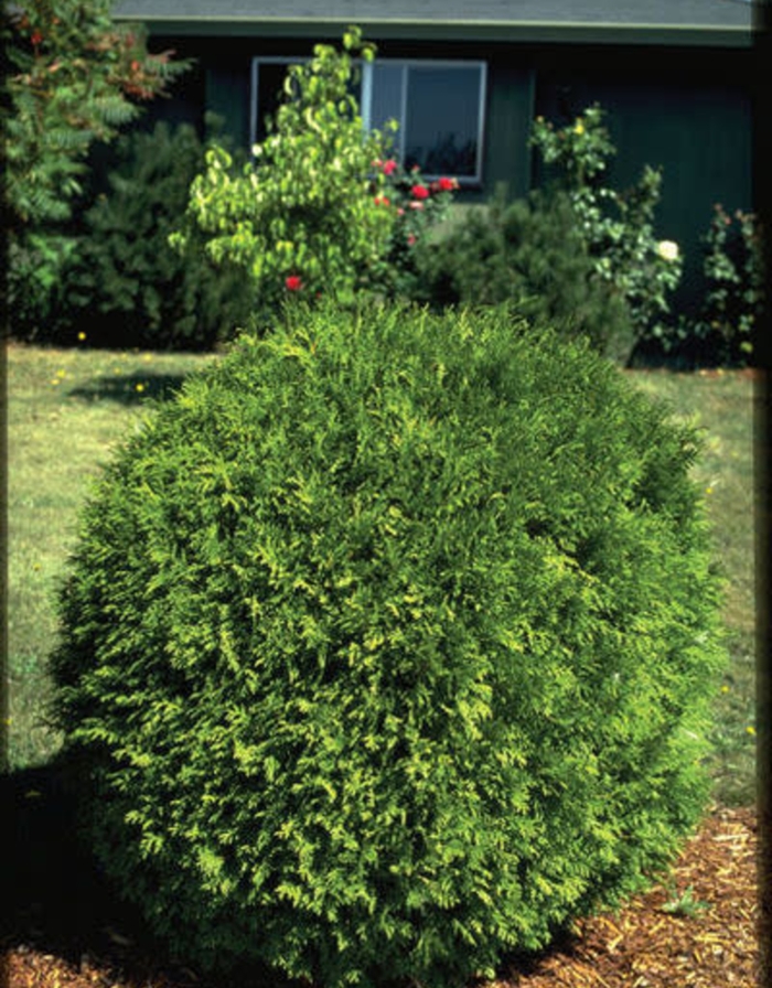 'Woodwardii' - Thuja occidentalis from E.C. Brown's Nursery