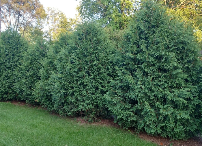 'Techny' - Thuja occidentalis from E.C. Brown's Nursery