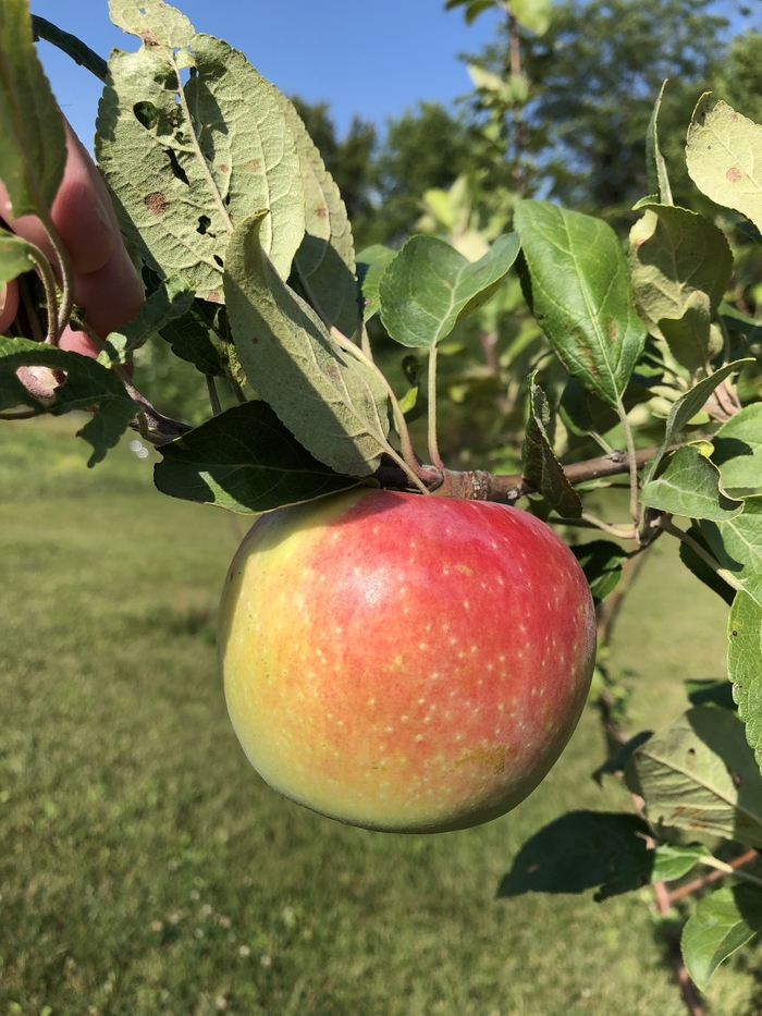 Zestar Apple - Apple 'Zestar' from E.C. Brown's Nursery