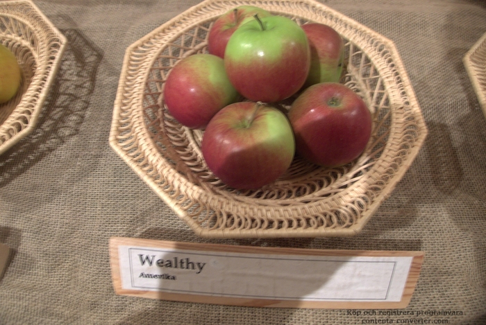 Wealthy Apple - Apple Wealthy' from E.C. Brown's Nursery
