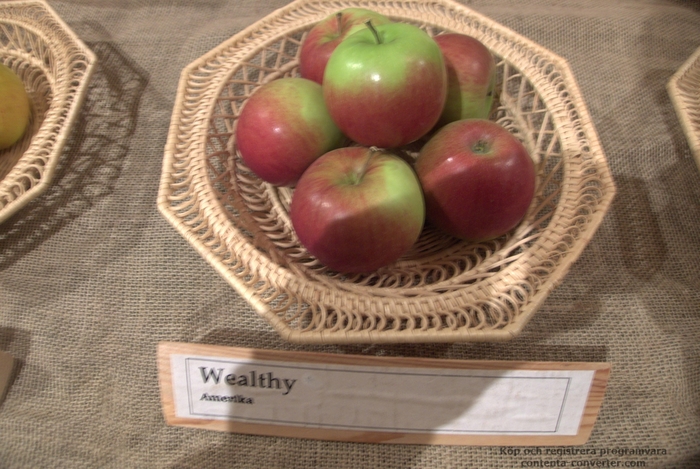 Wealthy Apple - Apple Wealthy' from E.C. Brown's Nursery Wealthy Apple - Apple Wealthy' from E.C. Brown's Nursery
