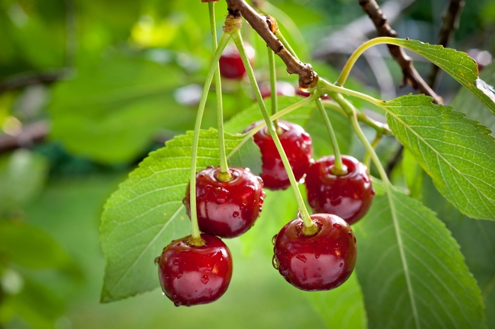 Early Richmond Pie Cherry - Cherry x ''Early Richmond'' from E.C. Brown's Nursery