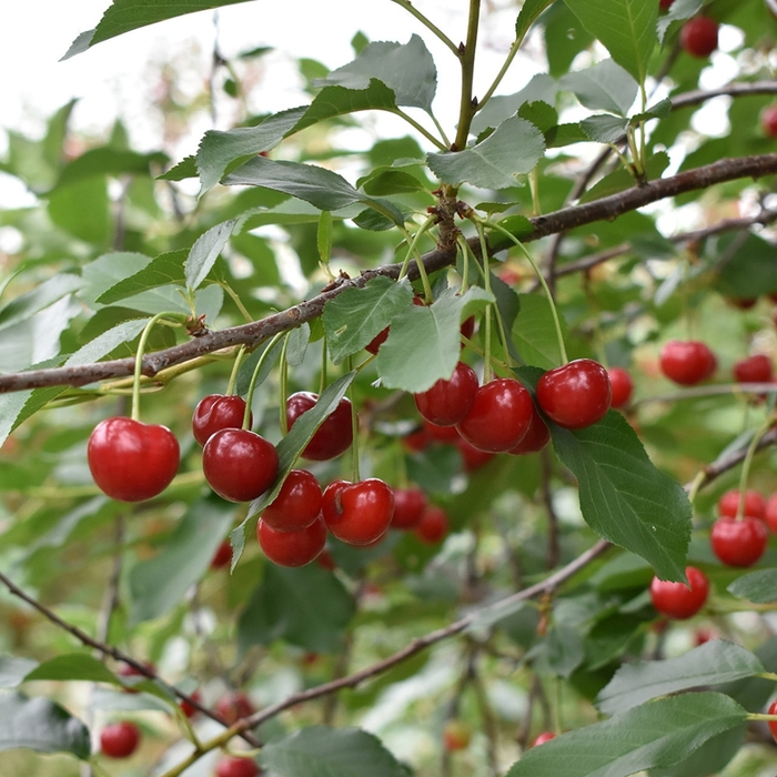 Meteor Pie Cherry - Cherry x 'Meteor' from E.C. Brown's Nursery