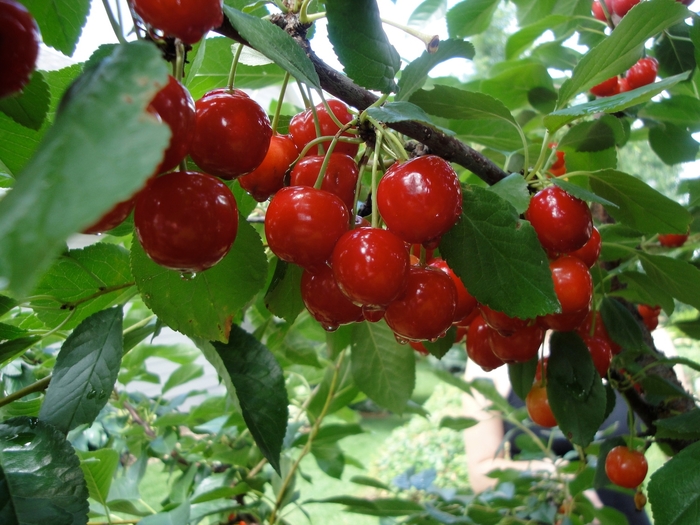 Evans Bali Pie Cherry - Cherry x 'Evans Bali' from E.C. Brown's Nursery Evans Bali Pie Cherry - Cherry x 'Evans Bali' from E.C. Brown's Nursery