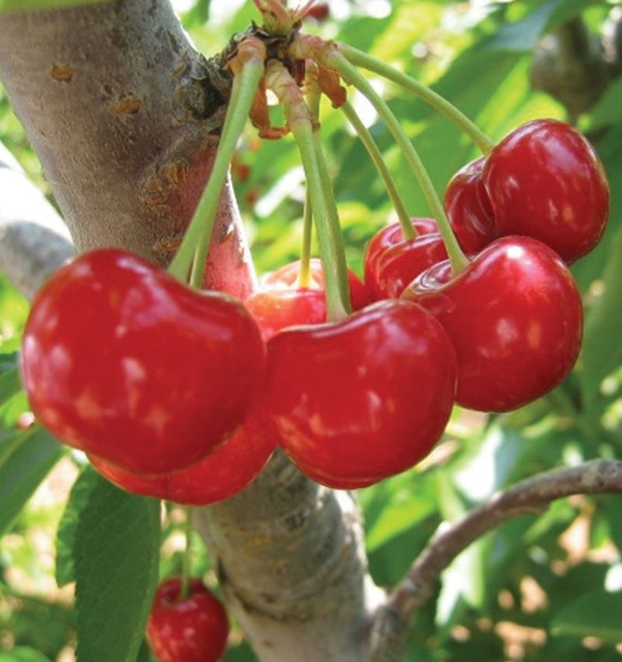 Mesabi Pie Cherry - Cherry x 'Mesabi' from E.C. Brown's Nursery Mesabi Pie Cherry - Cherry x 'Mesabi' from E.C. Brown's Nursery