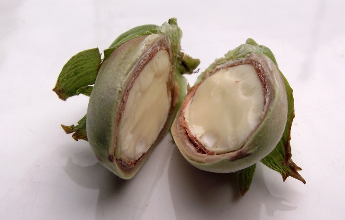 Clark Hazelnut - Corylus avellena 'Clark' from E.C. Brown's Nursery Clark Hazelnut - Corylus avellena 'Clark' from E.C. Brown's Nursery