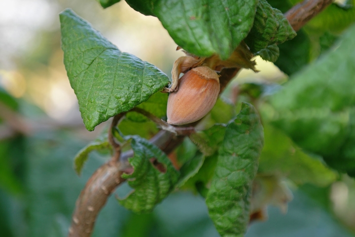 Hazelbert - Corylus x 'Barcelona' from E.C. Brown's Nursery