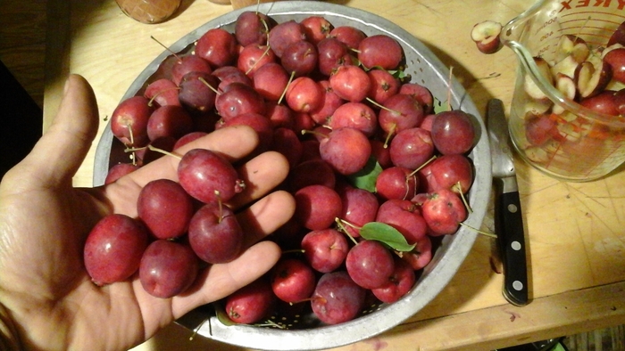 'Dolgo' Crabapple - Malus hybrid from E.C. Brown's Nursery