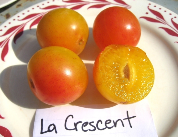 La Crescent Plum - Prunus domestica 'La Crescent from E.C. Brown's Nursery La Crescent Plum - Prunus domestica 'La Crescent from E.C. Brown's Nursery