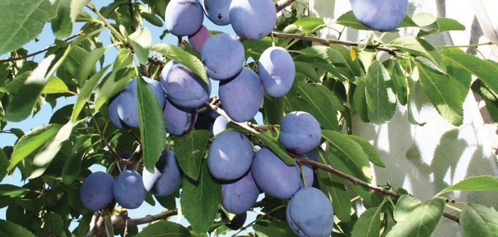 Mt Royal Plum - Prunus domestica 'Mt Royal' from E.C. Brown's Nursery Mt Royal Plum - Prunus domestica 'Mt Royal' from E.C. Brown's Nursery