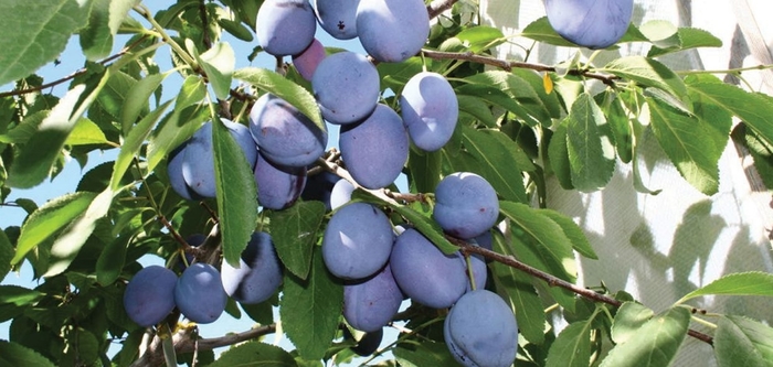 Mt Royal Plum - Prunus domestica 'Mt Royal' from E.C. Brown's Nursery