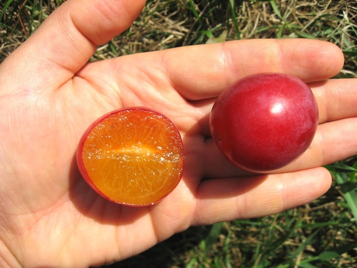 Pembina Plum - Prunus domestica 'Pembina' from E.C. Brown's Nursery Pembina Plum - Prunus domestica 'Pembina' from E.C. Brown's Nursery