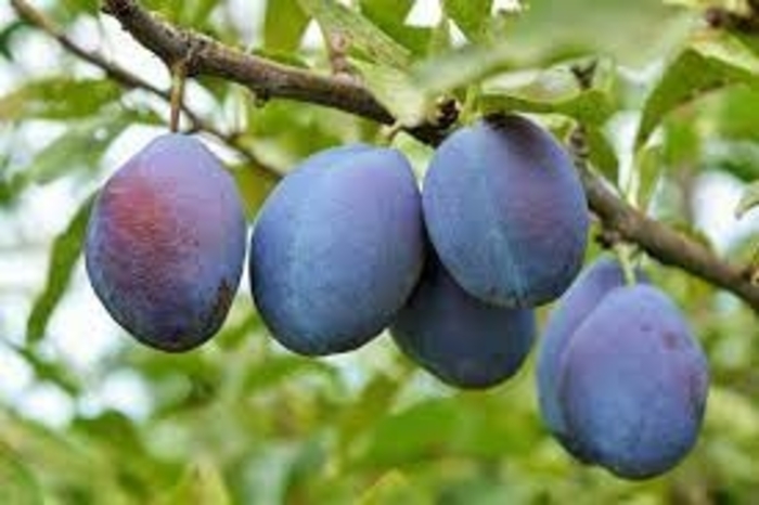 Stanley Plum - Prunus domestica 'Stanley' from E.C. Brown's Nursery