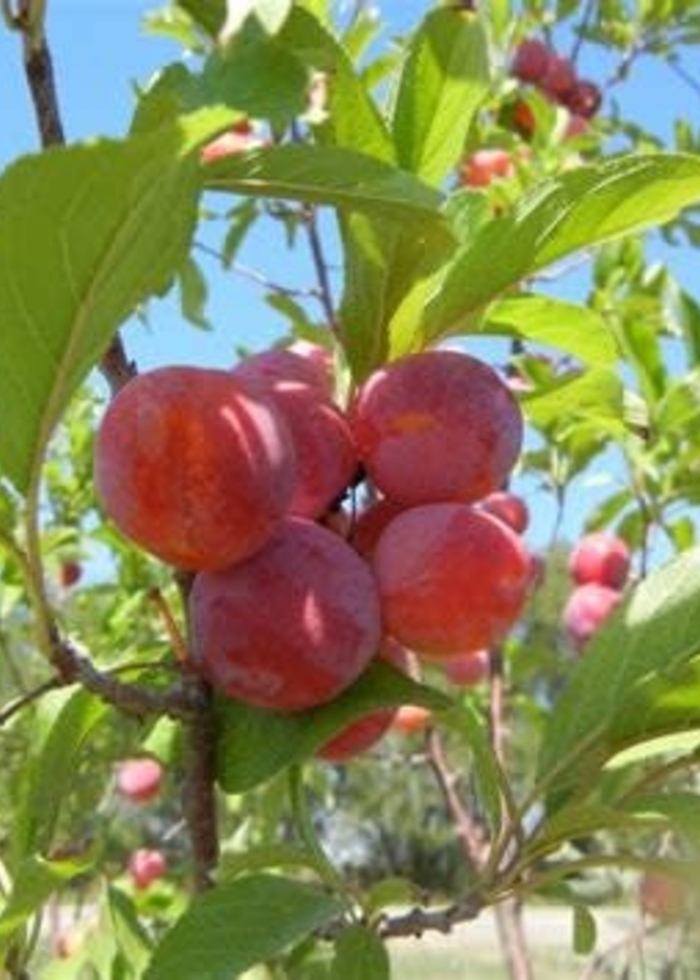 Toka Plum - Prunus domestica 'Toka' from E.C. Brown's Nursery Toka Plum - Prunus domestica 'Toka' from E.C. Brown's Nursery