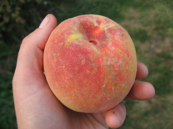 Contender Hardy Peach - Prunus x (peach) ]Contender' from E.C. Brown's Nursery