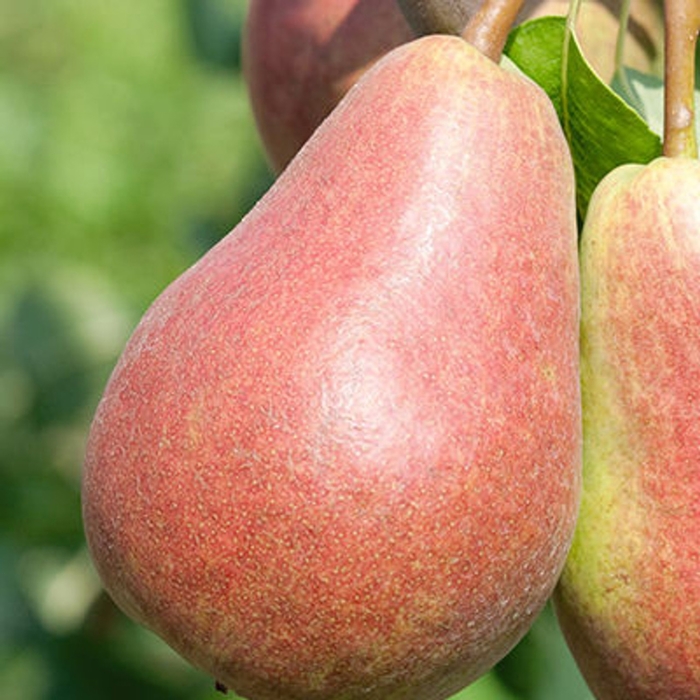 Parker Pear - Pyrus x ''Parker'' from E.C. Brown's Nursery