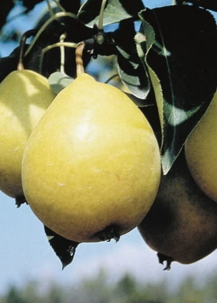 Early Gold Pear - Pyrus x 'Early Gold' from E.C. Brown's Nursery Early Gold Pear - Pyrus x 'Early Gold' from E.C. Brown's Nursery