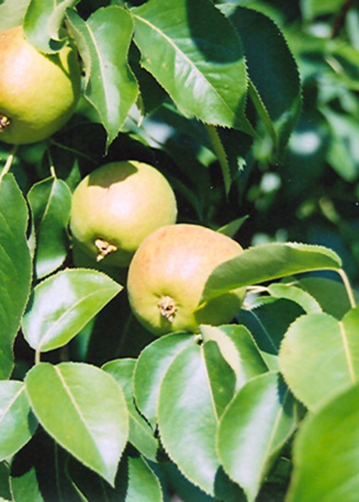 Golden Spice Pear - Pyrus x 'Golden Spice' from E.C. Brown's Nursery