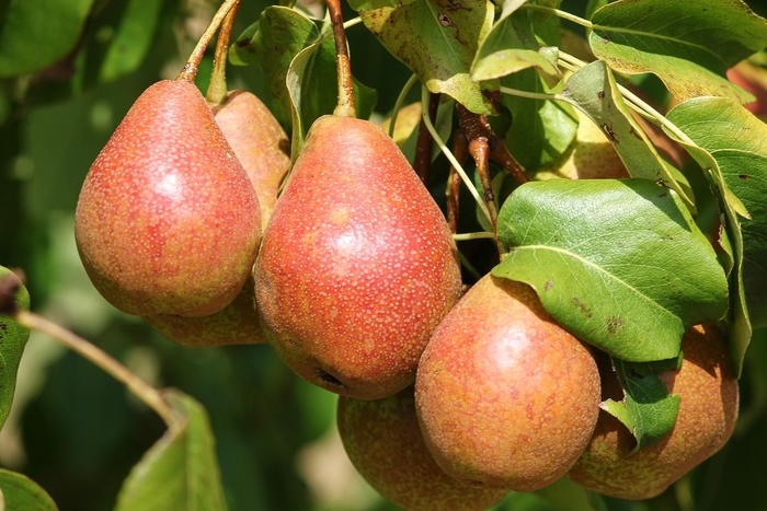 Luscious Pear - Pyrus x 'Luscious' from E.C. Brown's Nursery Luscious Pear - Pyrus x 'Luscious' from E.C. Brown's Nursery