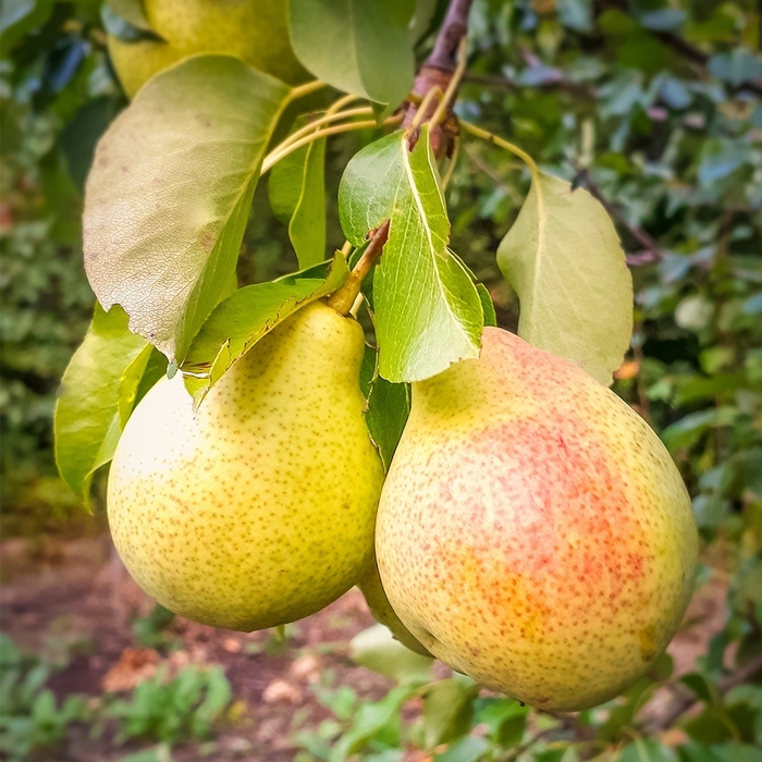 Patten Pear - Pyrus x 'Patten' from E.C. Brown's Nursery