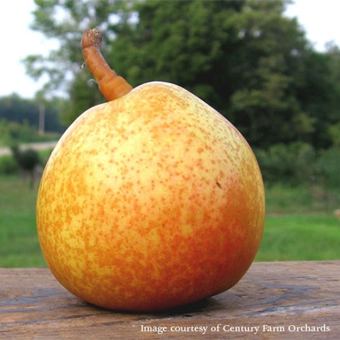 Seckel Pear - Pyrus x 'Seckel' from E.C. Brown's Nursery