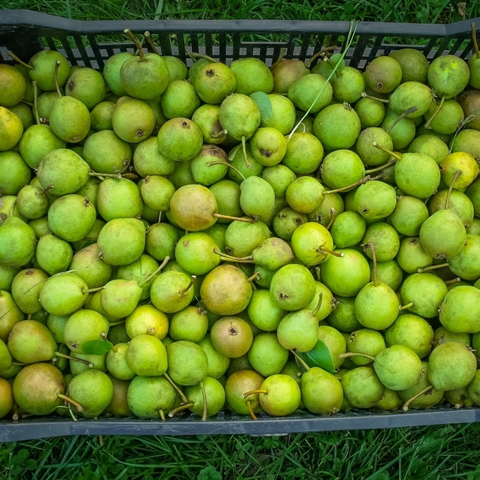 Ure Pear - Pyrus x 'Ure' from E.C. Brown's Nursery