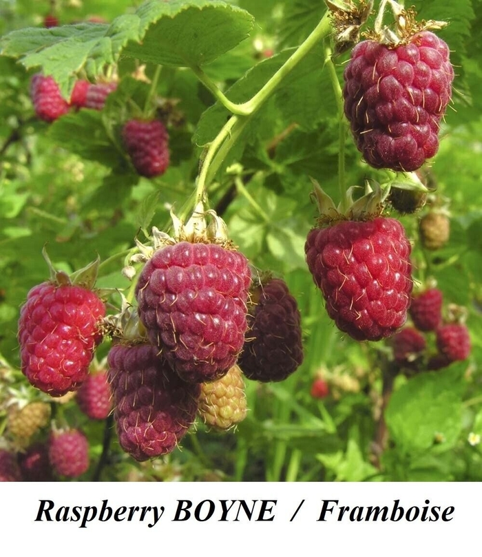 Boyne Raspberry - Rubus 'Borne' from E.C. Brown's Nursery